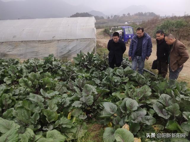 阳新县自然资源和规划局最新项目概览，自然与规划的融合创新实践